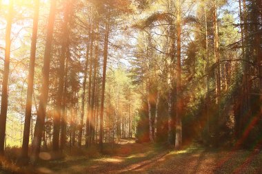 Sonbahar orman manzarası, soyut arkaplan ekim manzarası sarı ağaçlar, sonbahar doğası