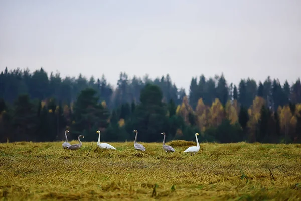 Herbstlandschaft Eine Schar Schwäne Wald Zugvögel Saisonale Migration Oktober — Stockfoto