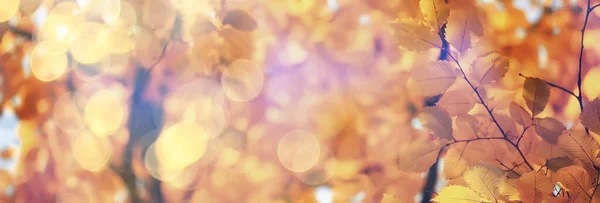 Abstract Autumn Fall Background Leaves Yellow Nature October Wallpaper Seasonal — Stock Photo, Image