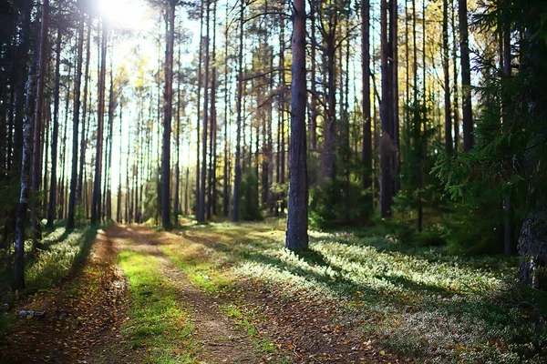 森の中の夏の風景パノラマ自然夏の風景木 — ストック写真