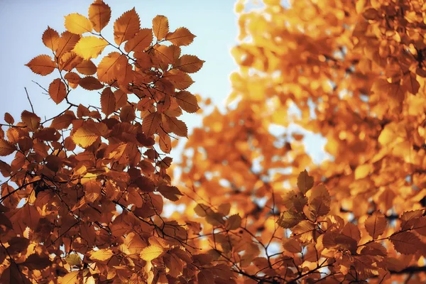 Abstracto Otoño Otoño Fondo Hojas Amarillo Naturaleza Octubre Fondo Pantalla — Foto de Stock