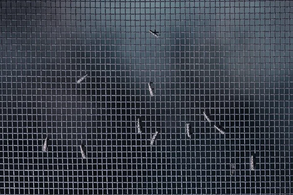 Fenstergitterschutz Gegen Insekten — Stockfoto