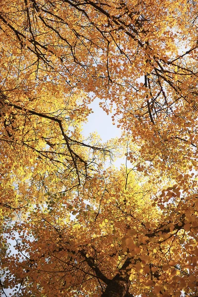 Abstracto Otoño Otoño Fondo Hojas Amarillo Naturaleza Octubre Fondo Pantalla — Foto de Stock