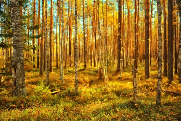 Podzimní Lesní Krajina Abstraktní Pozadí Říjnový Pohled Žluté Stromy Podzimní — Stock fotografie