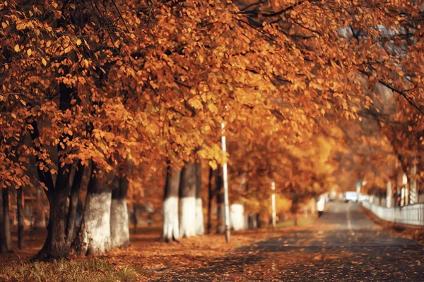 Aleja Jesiennym Parku Krajobraz Jesienna Żółta Droga Sezonowy Krajobraz Październiku — Zdjęcie stockowe
