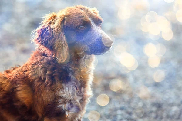 Straßenhund Auf Der Straße Chippen Sterilisation Tierheim Portrait Von Mischlingshund — Stockfoto