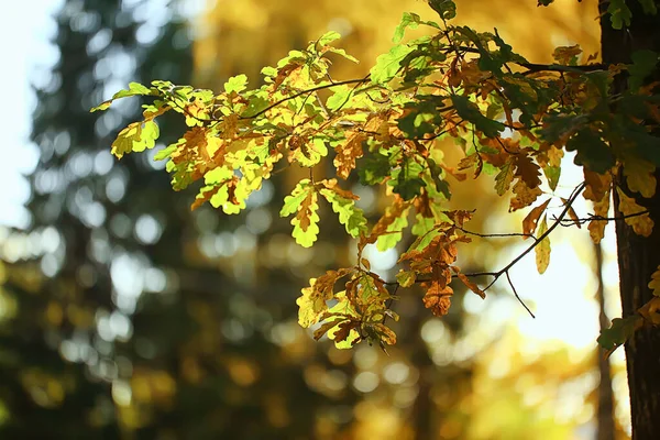 Abstracto Otoño Otoño Fondo Hojas Amarillo Naturaleza Octubre Fondo Pantalla —  Fotos de Stock