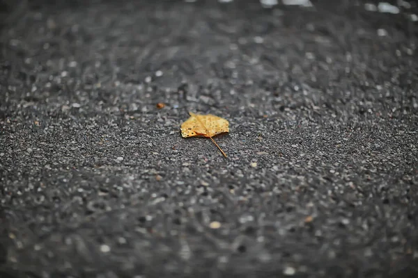 Fallna Blad Säsongsbetonad Abstrakt Bakgrund — Stockfoto