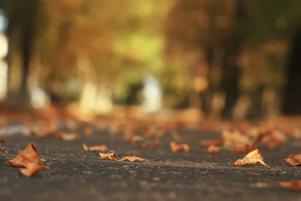 Абстрактный Размытый Осенний Фоновый Парк Осенью Город Природа Октябрь — стоковое фото