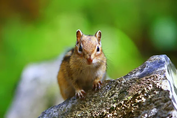 Chipmunk Animal Wild Little Cute Squirrel — Stock Photo, Image