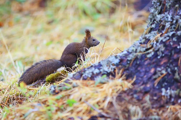 秋の自然の中でリスの小さな野生動物 — ストック写真