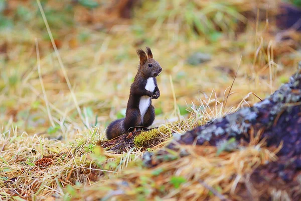 Egern Lille Vilde Dyr Naturen Efteråret - Stock-foto