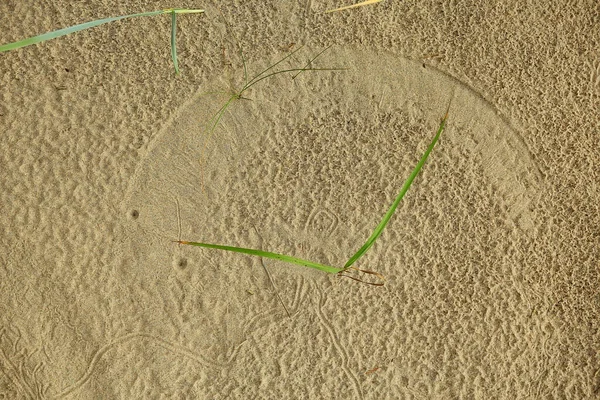 Μυρμήγκι Λιοντάρια Πατημασιές Στην Άμμο Έντομο Αρπακτικό Προνύμφη Τρύπα Στο — Φωτογραφία Αρχείου