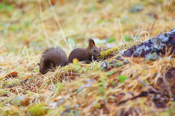 Esquilo Pequeno Animal Selvagem Natureza Outono — Fotografia de Stock