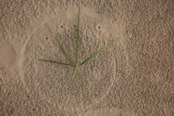 Empreintes Lion Fourmi Dans Sable Insecte Prédateur Larve Trou Dans — Photo