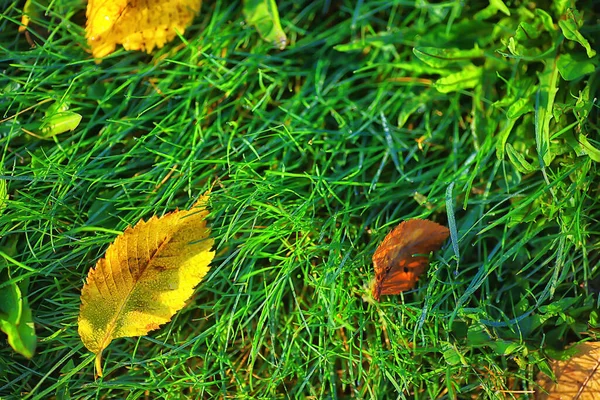 Opadłe Liście Sezonowe Abstrakcyjne Tło — Zdjęcie stockowe