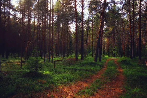 Sikátor Őszi Park Táj Őszi Sárga Szezonális Táj Októberben Városban — Stock Fotó