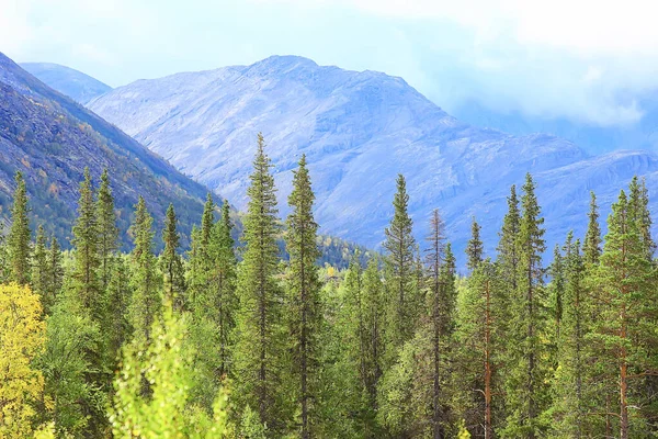 Лес Горах Пейзаж Красивая Зеленая Природа Летний Фоновый Лес — стоковое фото