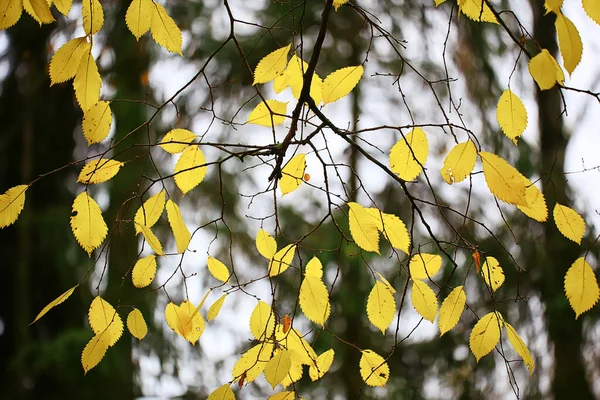 Abstrakt Herbst Herbst Hintergrund Blätter Gelb Natur Oktober Tapete Saisonal — Stockfoto