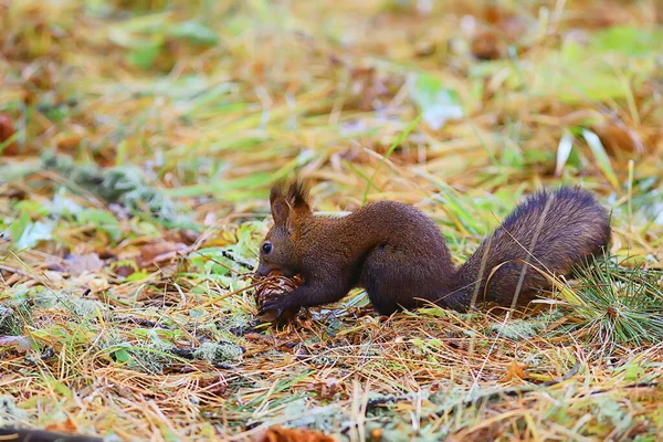 秋の自然の中でリスの小さな野生動物 — ストック写真