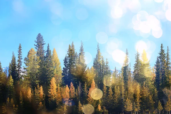 Abstrakte Landschaft Hintergrund Herbst Sonne Blendung Defokussieren Bokeh Blick Sonne — Stockfoto