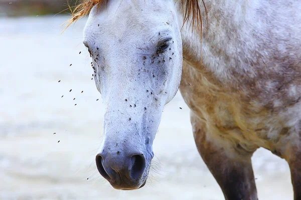 Insetos Mordem Cavalo Moscas Moscas Atacam Fazenda Proteção Insetos Vida — Fotografia de Stock