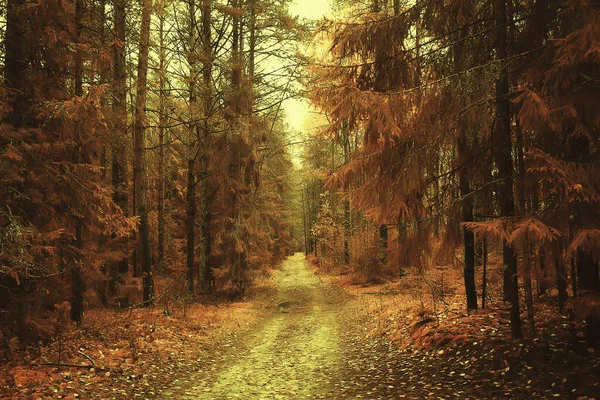 Otoño Bosque Paisaje Fondo Abstracto Octubre Vista Árboles Amarillos Caída — Foto de Stock