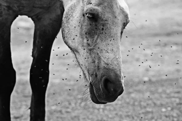 昆虫は馬やガジフライを噛み馬の野生動物保護農場を攻撃し — ストック写真