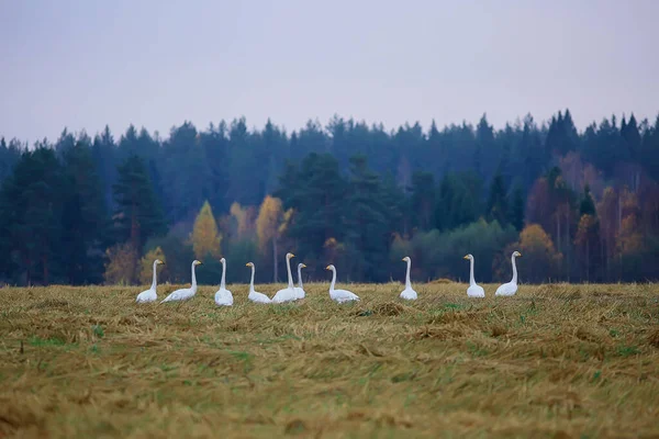 Herbstlandschaft Eine Schar Schwäne Wald Zugvögel Saisonale Migration Oktober — Stockfoto