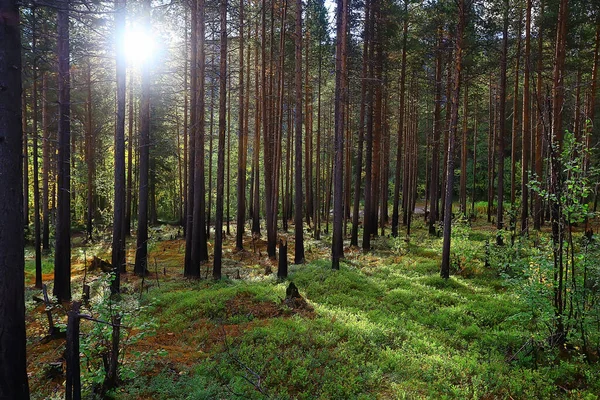 Summer Landscape Forest Background Panorama Nature Summer Season Landscape Trees — Stock Photo, Image