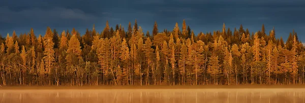 秋天的森林景观 抽象的背景十月的黄树景观 秋天的自然 — 图库照片