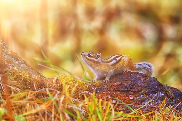 Chipmunk Zvíře Divoké Malé Roztomilé Veverky — Stock fotografie