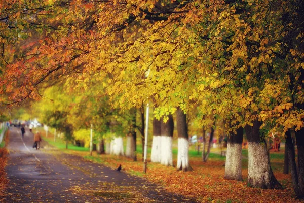 秋の公園風景の路地10月の黄色い道の季節の風景 — ストック写真