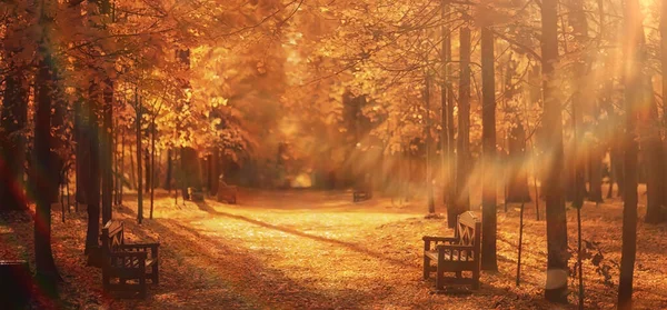 Słoneczny Krajobraz Jesiennym Parku Jesień Sezon Tło Pomarańczowy Park — Zdjęcie stockowe
