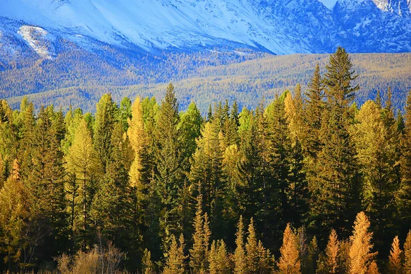 Altai Hora Krajina Hory Pozadí Pohled Panorama — Stock fotografie