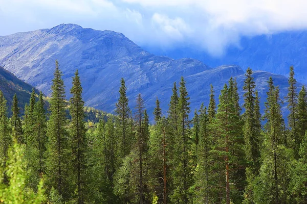 Foresta Montagna Paesaggio Bello Verde Natura Estate Sfondo Foresta — Foto Stock