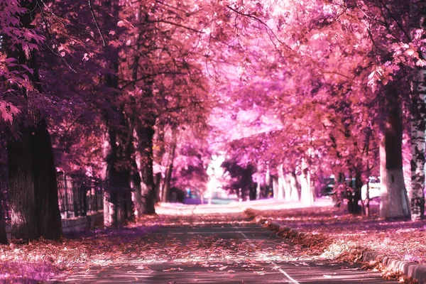 Roze Natuur Landschap Lente Achtergrond Bloemen Park Buiten — Stockfoto