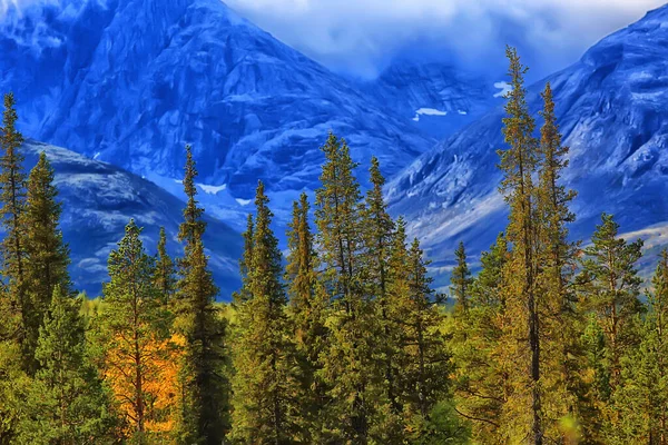 Foresta Montagna Paesaggio Bello Verde Natura Estate Sfondo Foresta — Foto Stock