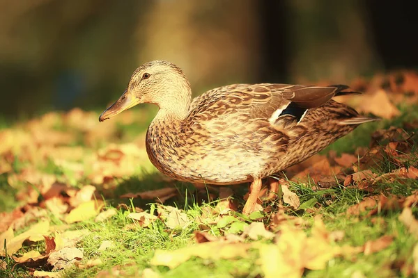 Качка Осінній Парк Mallard Дика Качка Осінь Вид Мігруючу Природу — стокове фото