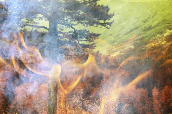 Лісовий Вогонь Фону Пейзаж Абстрактний Вогонь Дим Лісі Посушливі Дерева — стокове фото