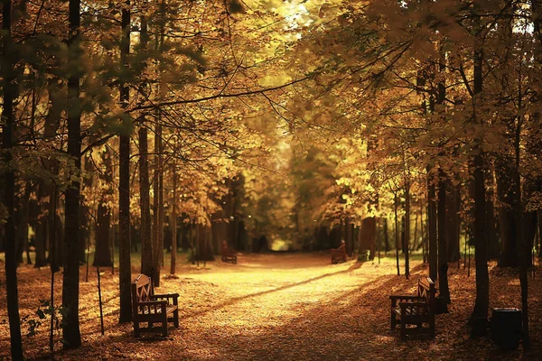 Soligt Landskap Höstparken Höstsäsong Bakgrund Orange Park — Stockfoto