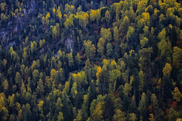 Abstracta Textura Fondo Del Bosque Otoño Árboles Amarillos Patrón Paisaje —  Fotos de Stock