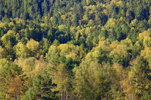 Abstracte Achtergrond Textuur Van Herfst Bos Gele Bomen Patroon Landschap — Stockfoto