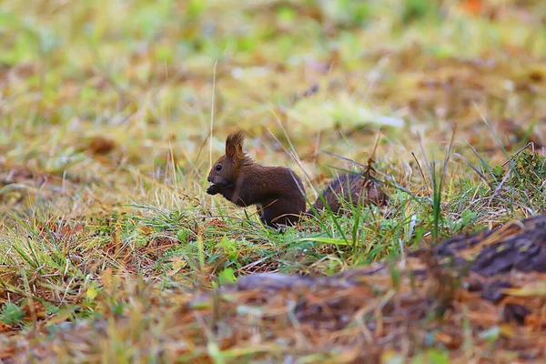 Esquilo Pequeno Animal Selvagem Natureza Outono — Fotografia de Stock