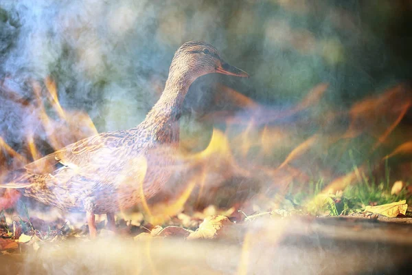 Zwierzęta Pożarze Lasu Tło Krajobraz Ekologiczny Problem Pożar — Zdjęcie stockowe
