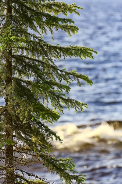 Autumn Taiga Forest Landscape Nature View Fall Mountains — Stock Photo, Image