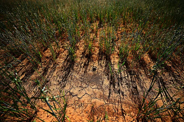 Sequía Campo Agricultura Problema Calor Agrietado Tierra —  Fotos de Stock