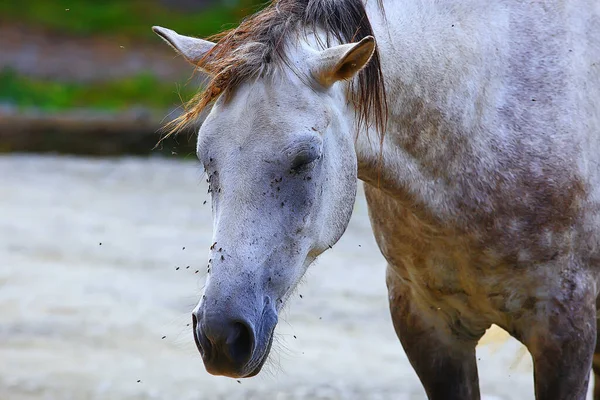 Insecten Bijten Het Paard Vliegen Vliegen Vallen Het Paard Aan — Stockfoto