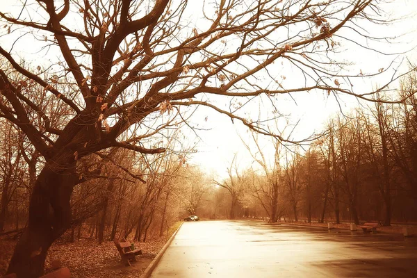 Paesaggio Soleggiato Autunno Parco Autunno Stagione Sfondo Arancione Parco — Foto Stock