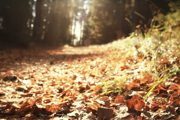 Fallna Blad Säsongsbetonad Abstrakt Bakgrund — Stockfoto